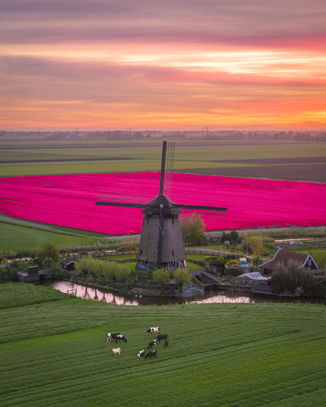 Windmills and tulips make up the classic Dutch view 🌷🇳🇱