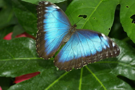 vlinder nr2