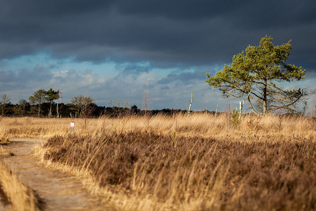 Kalmthoutse Heide