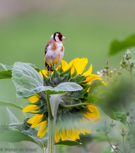 putter op zonnebloem