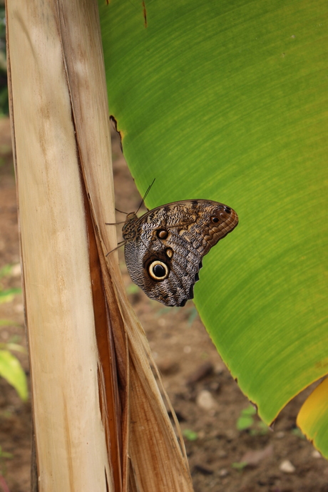 Blauwe morpho