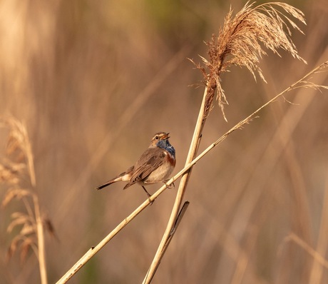 Blauwborstje