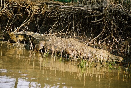 Croc in mangrovebos