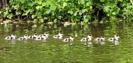 jonge  Bergeendjes  op  pad