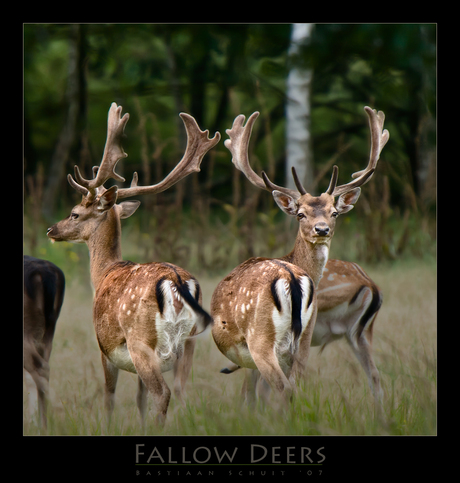 Fallow Deers