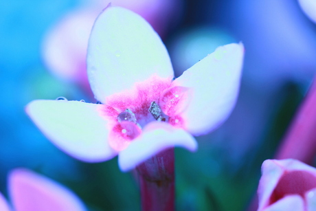 roze bloem