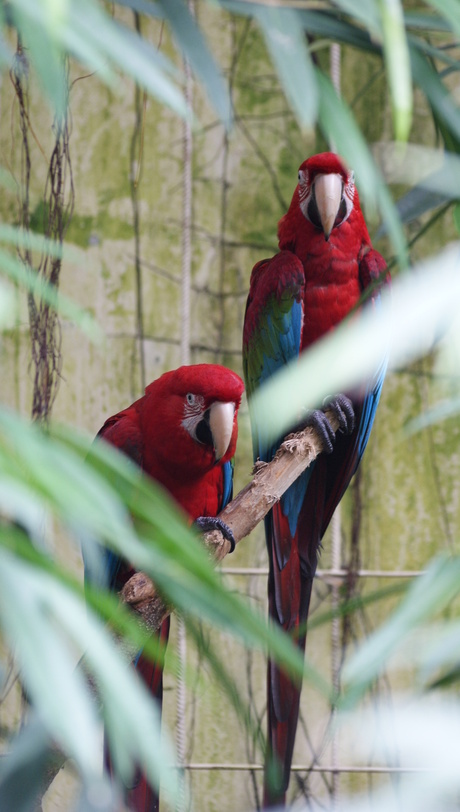 verstopt achter de bomen