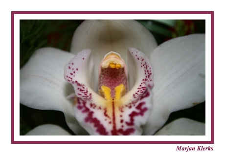 mondje orchidee