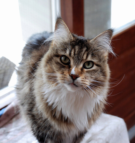 Dolly, Main coon