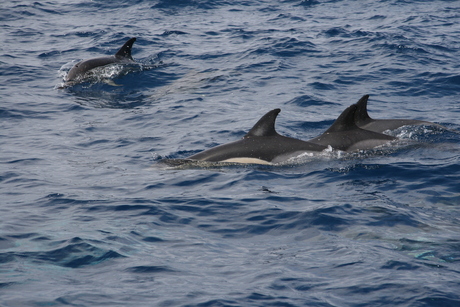 Common Dolphins