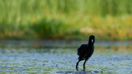 Jonge Waterral