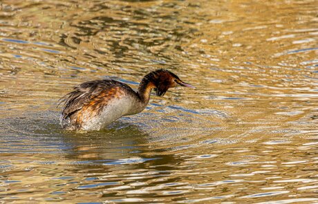 Fuut bij het badderen