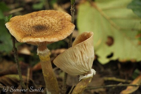 Paddestoelen