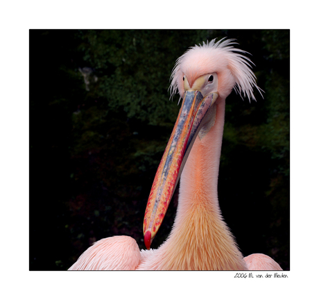 Pink Pelican