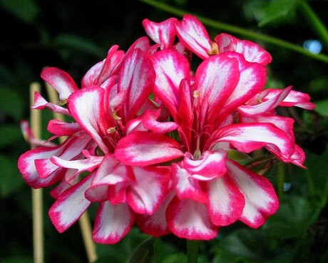 Geranium