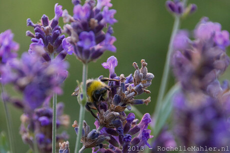 Bijen op de lavendel