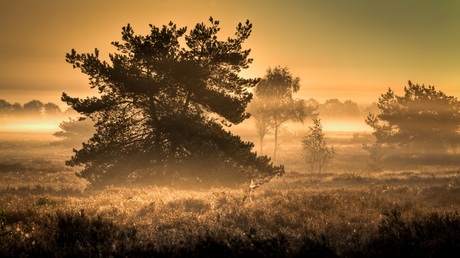 Mist op de Veluwe