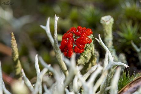 Rood bekermos - Cladonia coccifera