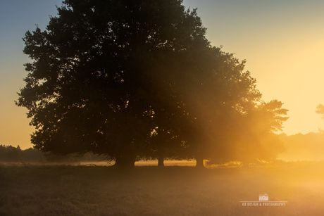 Bomen in ochtendmist