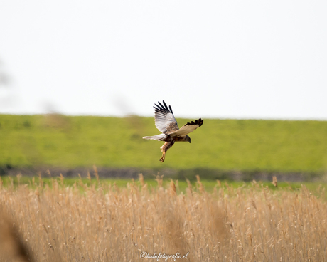 Bruine kiekendief speurend over het veld naar een prooi.
