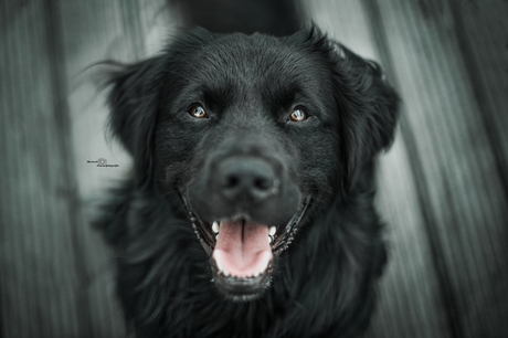 Joep