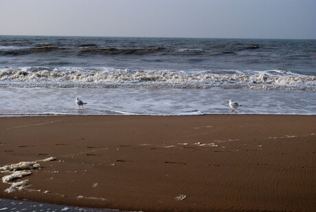 Strand met meeuwen