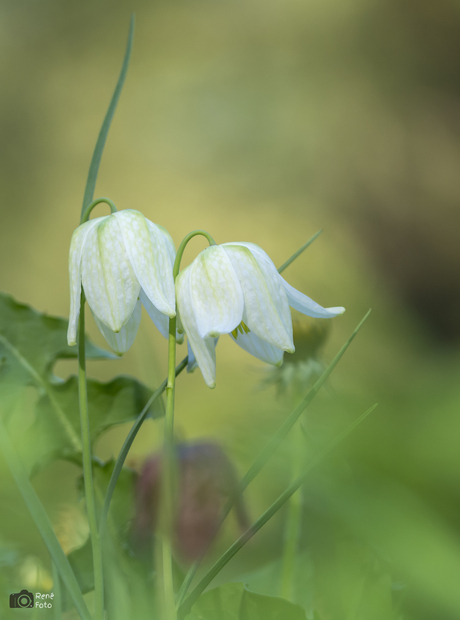 Witte Kievitsbloem