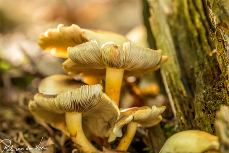 Herfst 2018 Castricum