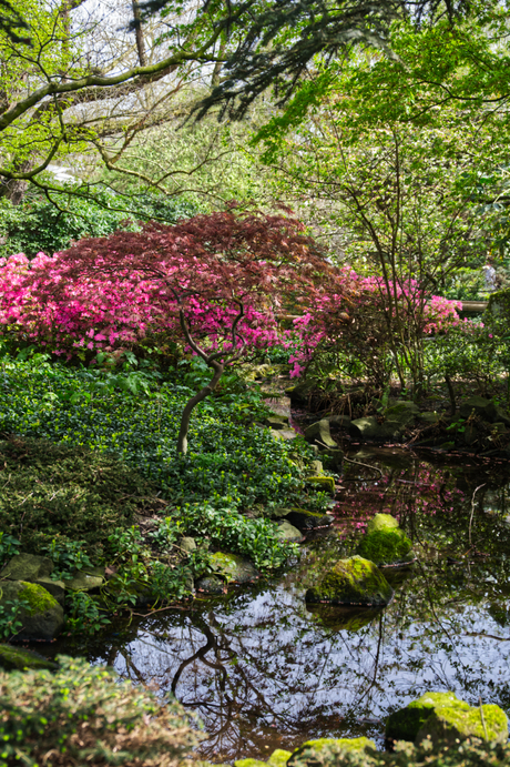 Japanse tuin Artis 2