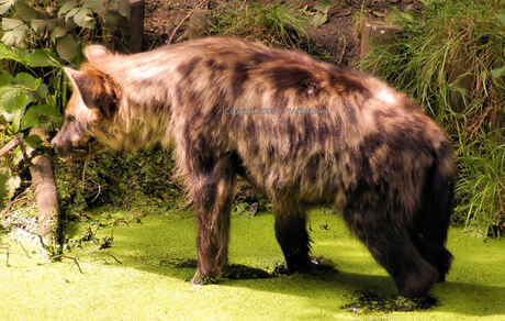 Jonge Hyena