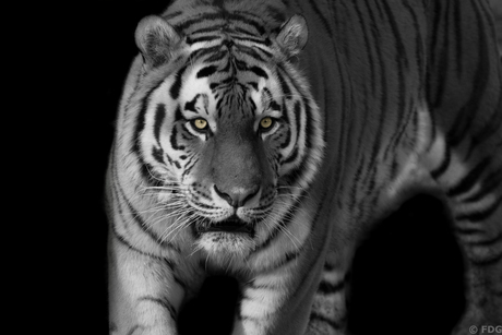 Siberian Tiger in black and white