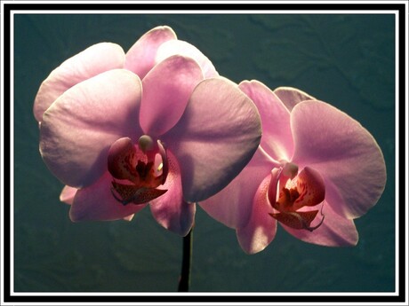 Orchideën