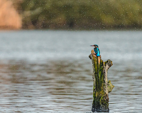 Kingfisher