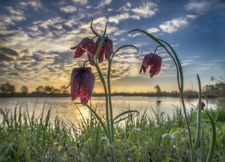 Kievitsbloemen