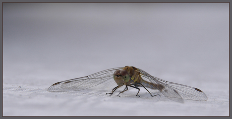 Libelle in de herfst