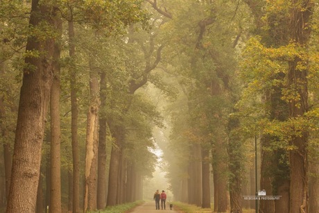 Wandelaars in het bos