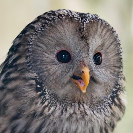 ik laat even van me horen