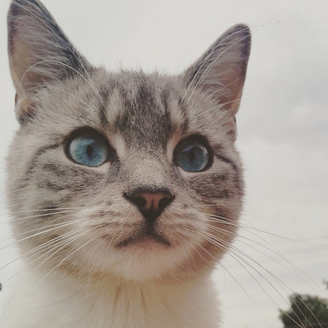 Blue eyed Molly