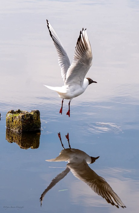 Spiegeltje, Spiegeltje