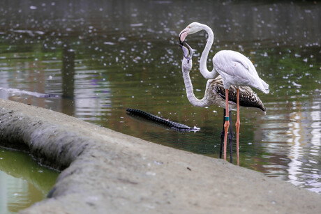 Flamingo met jong