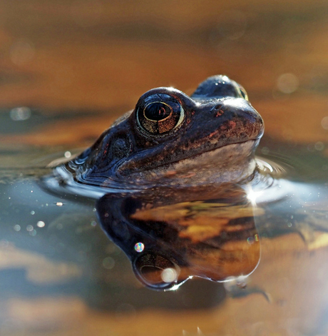 Kijk in mij ogen wat zie ik?