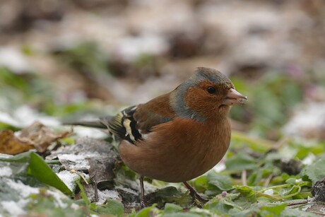 Vink 