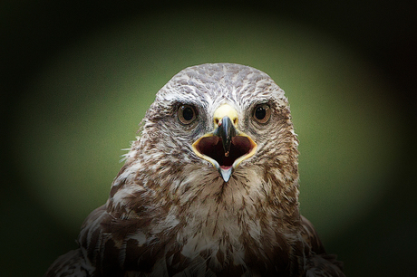 drinkende buizerd