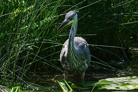 Reiger