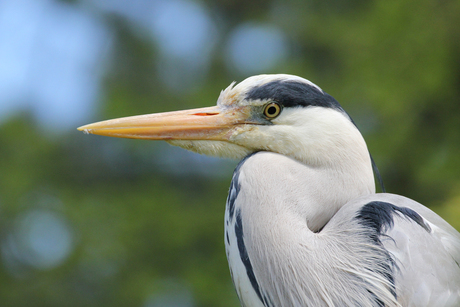 Reiger.jpg