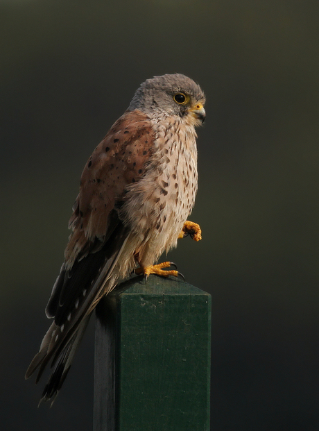 Twilight Kestrel