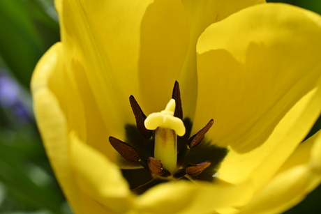 Binnen in de tulp