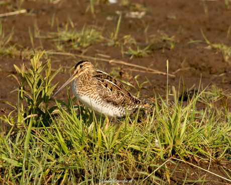 Watersnip in de ochtend 