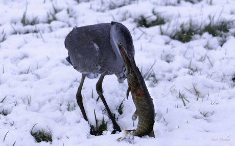 Blauwe reiger met grote snoek 
