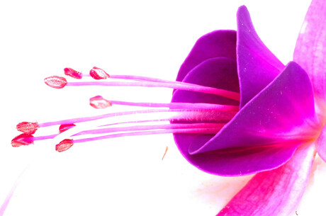 Fuchsia-2